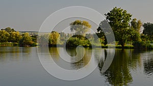 Trees and varios wetland plants on bank of large fish pond, water surface with slight ripples, summer afternoon sunshine photo