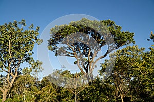 Trees and Vegetation that can be found in the savannas of Brazil