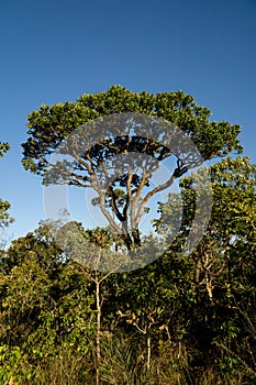 Trees and Vegetation that can be found in the savannas of Brazil