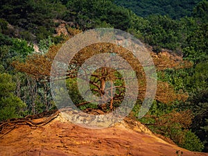 Trees and vegetation covering the red sands. Abstract Rustler canyon moher cliffs landscape. Provencal Colorado