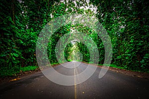 Trees and vegetation line both sides of the roadway in Hawaii