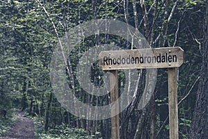 Trees and vegetation in the mountain photo