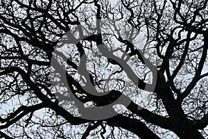 Trees | Veins of Life | Tree Branches