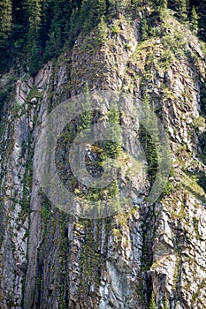 Trees on vertical rock