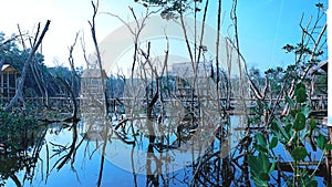 Trees view landscape beautiful swamp picture ayi photo