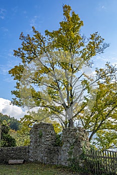 Trees at the viewpoint Gebhardsberg photo
