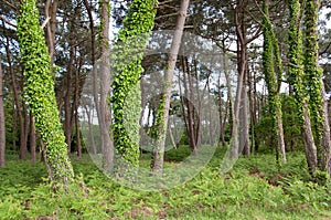 Trees with Vines in Woods of Carnac, France