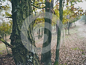 Trees in vintage style