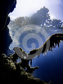 Trees visible from underwater looking up through the surface of Royal Springs, Suwannee County, Florida, scuba diver POV