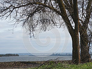 Trees and Volga river on the background