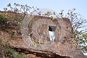 Trees on wall of a old fort, Valsad, Gujrat