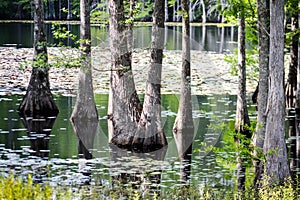 Trees in water