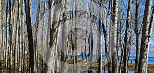 The trees in water