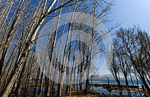 The trees in water