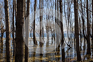 The trees in water