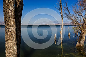 The trees in water