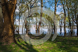 Trees in the water on the banks of the river on a sunny day