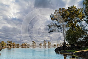 Trees in the water of the Bayous, Louisiana photo