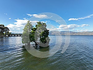 Trees in water, Erhai Lake