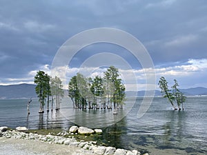 trees in water, Erhai Lake