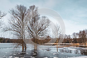 Trees in water flooded scene