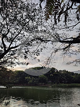 Trees water natural beauty green lake afternoon sunset