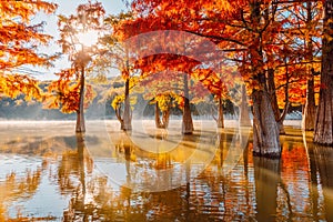 Trees in water with red needles in Florida. Swamp cypresses on lake and reflection