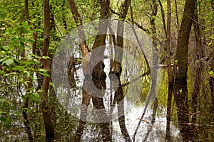 trees in the water after the spill of a large river