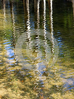 Trees waterreflection photo