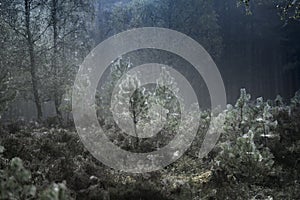 Trees and webs at Abernethy forest in Scotland.