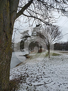 Trees of Wellesley Pond