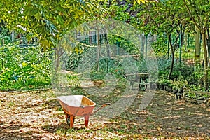 Trees and wheelbarrows in the garden