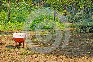 Trees and wheelbarrows in the garden