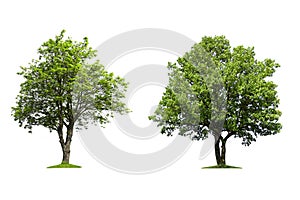 Trees on a white background