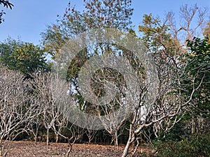 Trees with white branches without leaves in park forest.