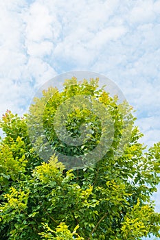 Trees and White cloud in the blue sky