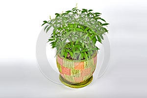 Trees and White flower in a pot on a white background