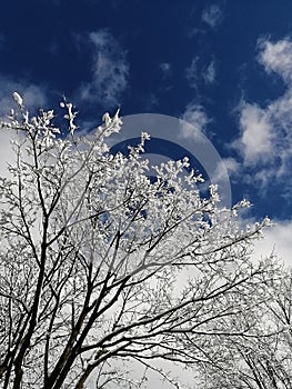 Trees with white frozen branches