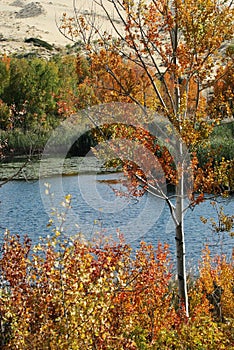 Trees on white sand lake