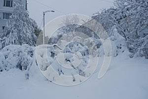 Trees in white snow in the city.