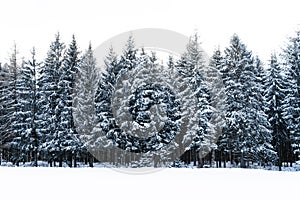 Trees in white winter panorama in germany