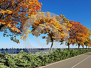 Trees wiht autumn`s foliage. The road goes into the distance. Bright blue sky. Autumn