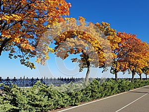 Trees wiht autumn`s foliage. The road goes into the distance. Bright blue sky. Quay. Autumn landscape