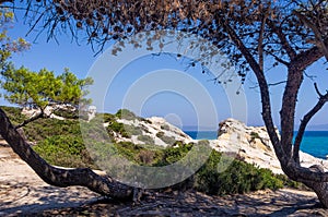 Trees and wild vegetation on a rocky coast in Sith