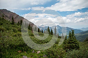 Trees in a wilderness area in Colorado