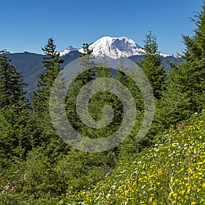 Trees and wildflowers looking over Mount Rainier