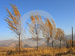 Trees and wind