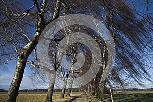 Trees in wind