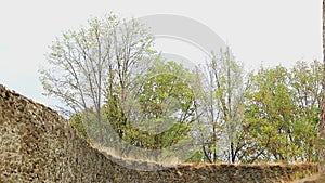 Trees during windstorm