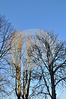 Trees in winter